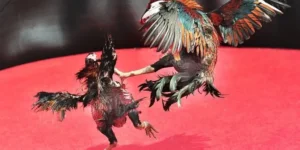 Cách Chơi Đá Gà Sabong VNBet77 Đỉnh Cao Giải Trí Cá Cược Hấp Dẫn